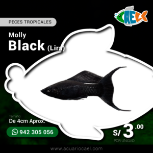 Molly Black Lira