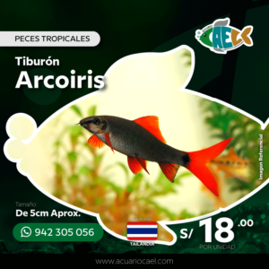 Tiburón Arcoiris