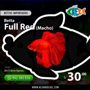 Betta Halfmoon Full Red (Macho)