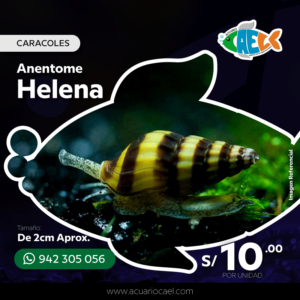 Caracol Helena