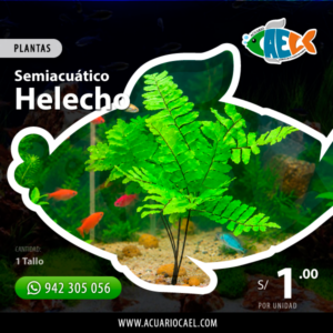 Helecho (Unidad)
