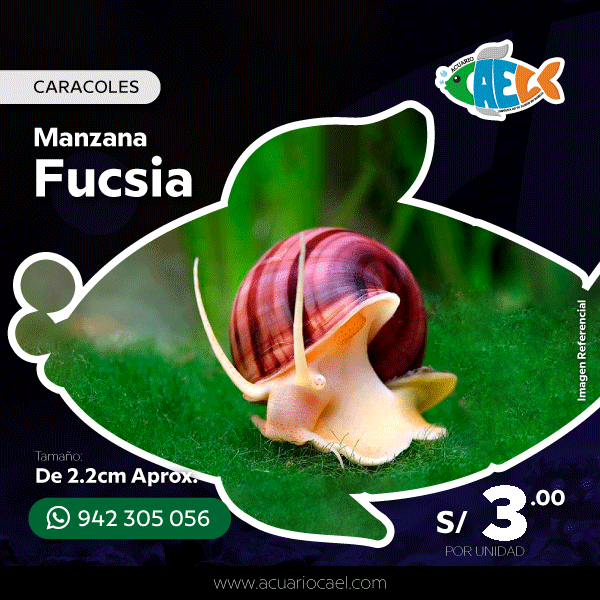 Caracol Manzana (Fucsia)