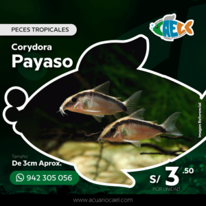 Corydora Payaso