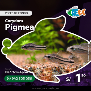 Corydora Pigmea