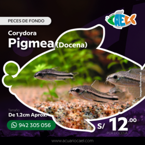 Corydora Pigmea (Docena)