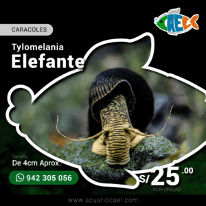 Caracol Elefante (Tylomelania)