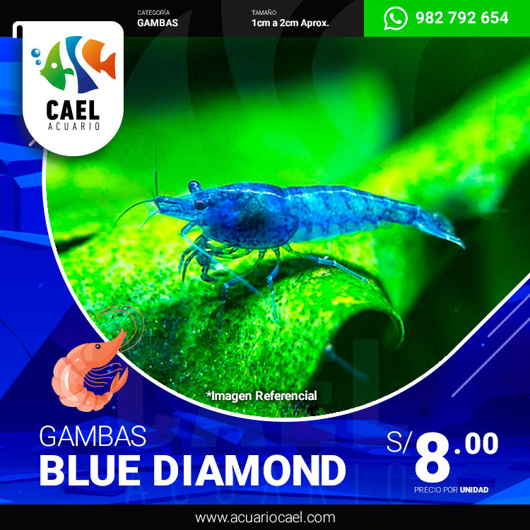 Gambas Blue Diamond