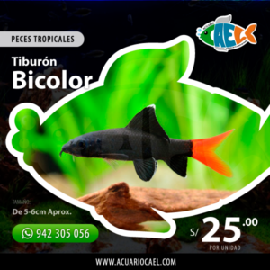Tiburón Bicolor