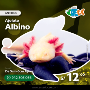 Ajolote Albino <br>De 5-6cm Aprox.