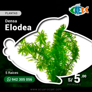 Elodea (5 Tallos)