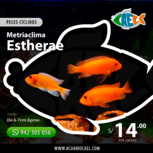 Metriaclima Estherae (Cíclido Mandarina)