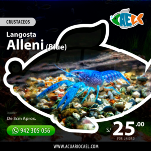 Procambarus Alleni Blue (Langosta Azul)