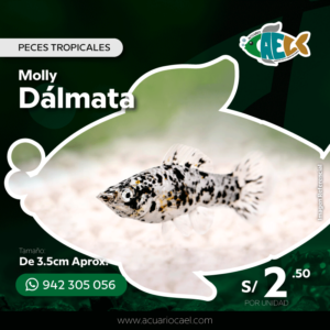 Molly Dálmata