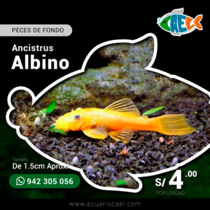 Ancistrus Albino