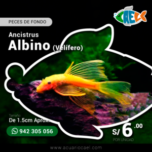 Ancistrus Albino (Velífero)