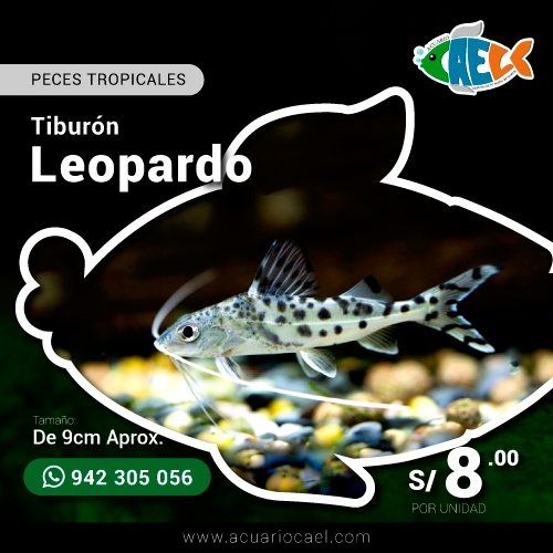 Tiburón Leopardo