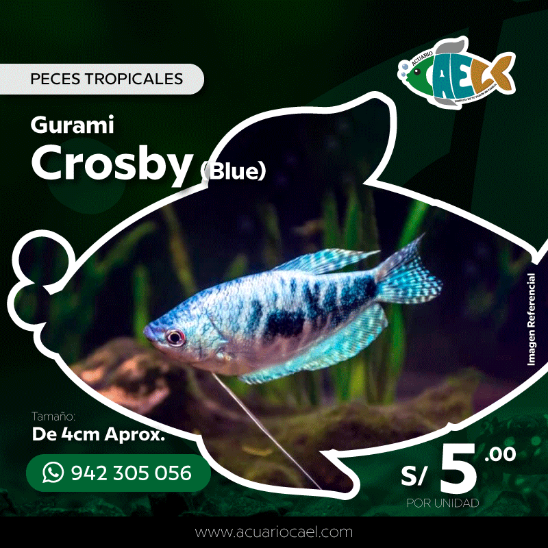 Gurami Crosby Blue