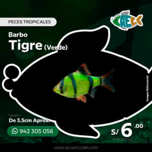 Barbo Tigre Verde <br>De 3.5cm Aprox.