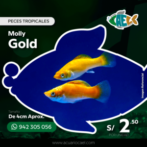Molly Gold