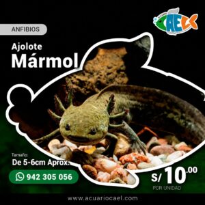 Ajolote Mármol <br>De 5-6cm Aprox.