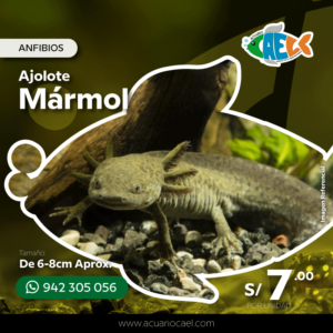 Ajolote Mármol <br>De 6-8cm Aprox.