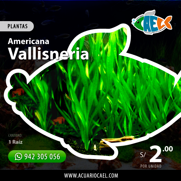 Vallisneria (Unidad)