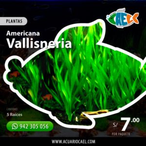 Vallisneria (5 Raíces)