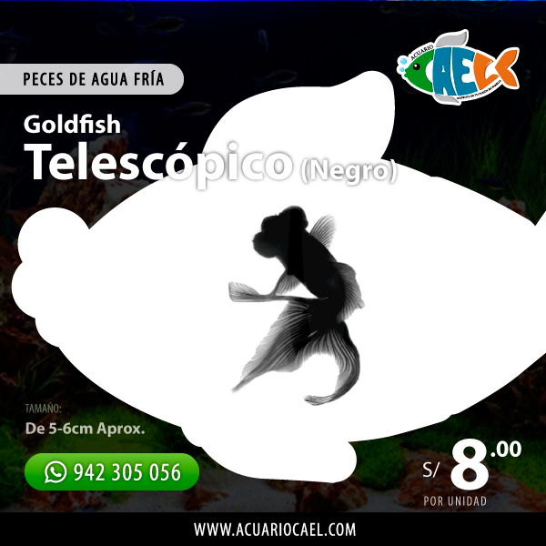 Goldfish Telescópico Negro<br>(De 5-6cm Aprox.)