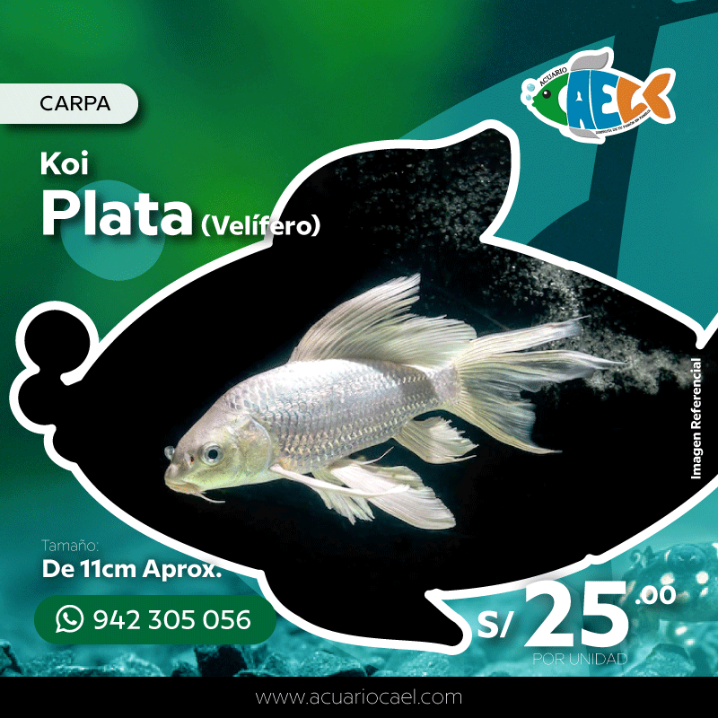 Carpa Koi Plata (Velífero)<br>De 10cm Aprox.