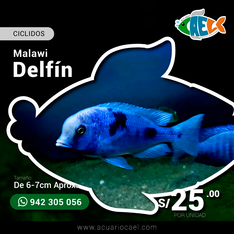 Delfín de Malawi