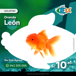 Goldfish Oranda León (Orange)