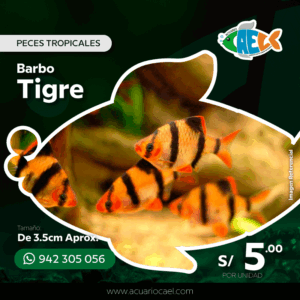 Barbo Tigre <br>De 3.5cm Aprox.