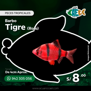 Barbo Tigre Rojo <br>De 4cm Aprox.