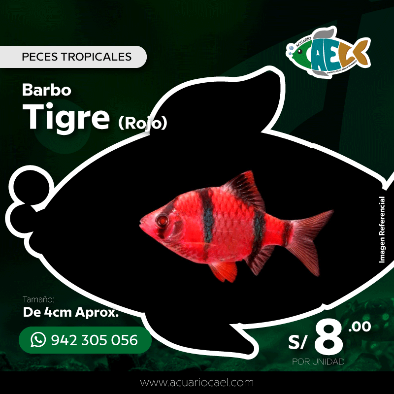 Barbo Tigre Rojo <br>De 4cm Aprox.