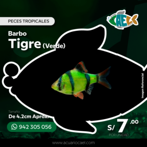 Barbo Tigre Verde<br> De 3.5cm Aprox.