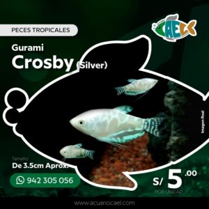 Gurami Crosby Silver