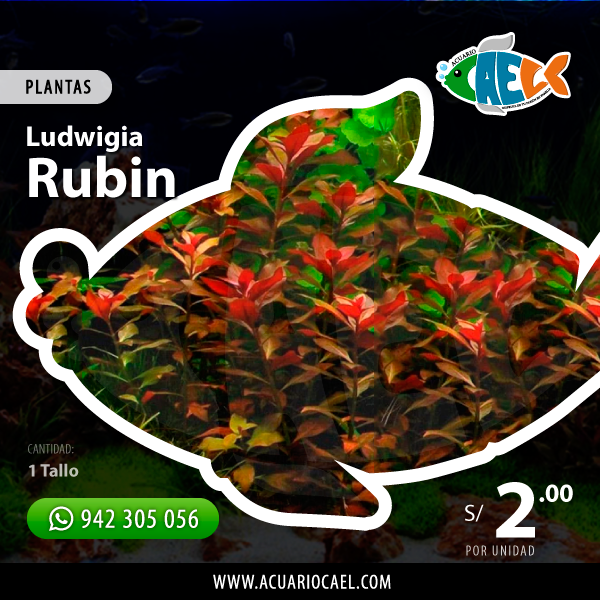 Ludwigia Rubin (Unidad)
