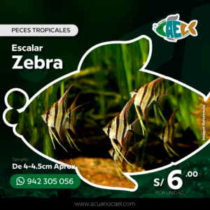 Escalar Zebra