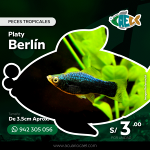Platy Berlín