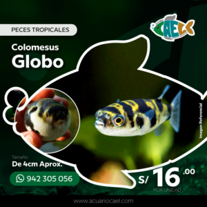 Globo Amazónico