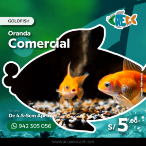 Goldfish Oranda (Comercial)