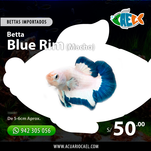 Betta HMPK Blue Rim (Macho)