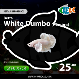 Betta White Dumbo (Hembra)