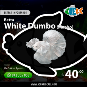 Betta Halfmoon White Dumbo (Macho)