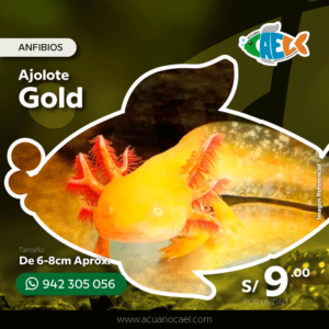 Ajolote Gold <br>De 6-8cm Aprox.