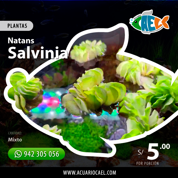 Salvinia (Porción)