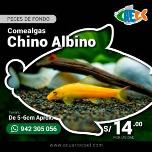 Comealgas Chino Albino