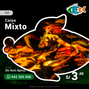 Carpa Mixto