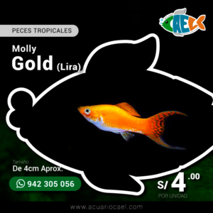 Molly Gold Lira