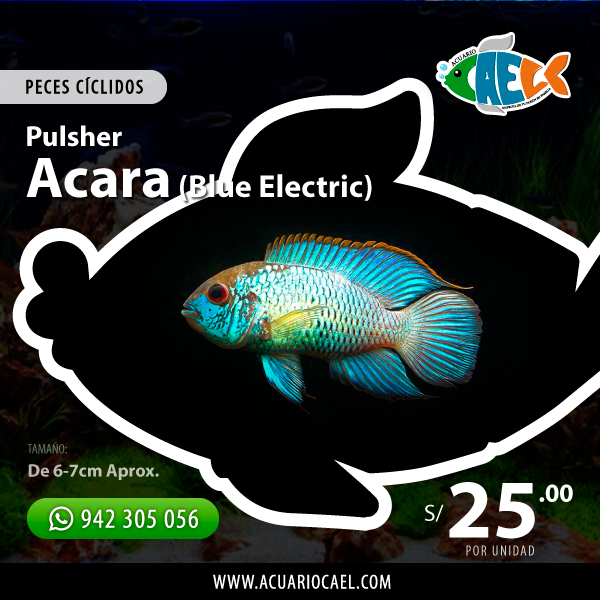 Acara Blue Electric